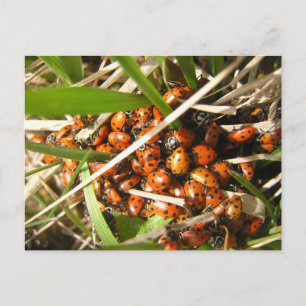 Ladybugs (Coccinellidae) Postcard
