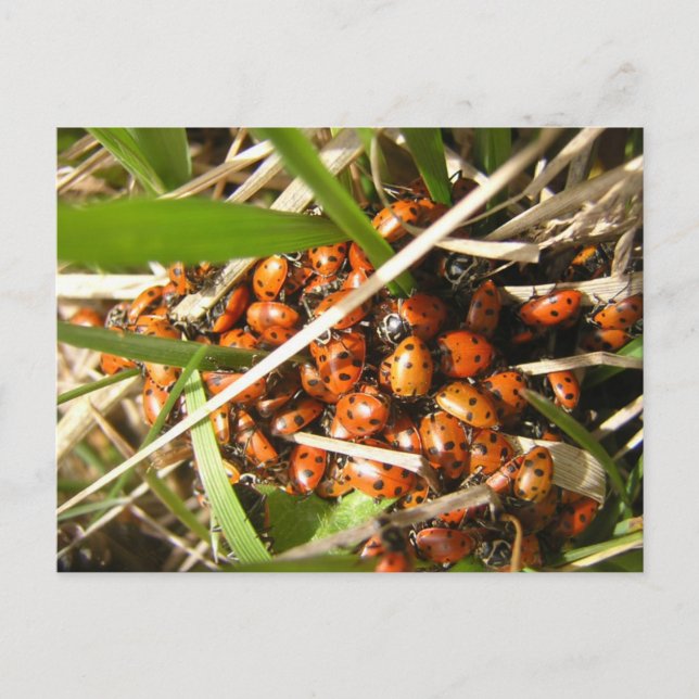 Ladybugs (Coccinellidae) Postcard (Front)