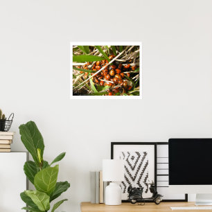 Ladybugs (Coccinellidae) Poster
