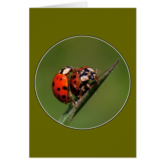Ladybugs In Love (Front)