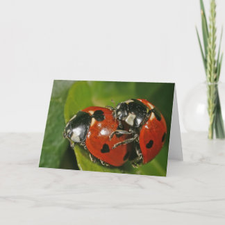 Ladybugs in Love Card