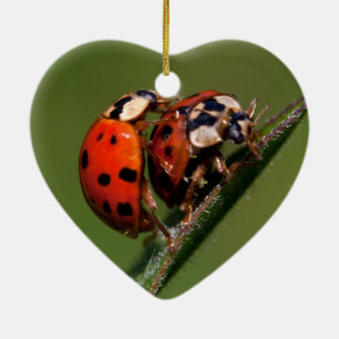 Ladybugs In Love Ceramic Ornament