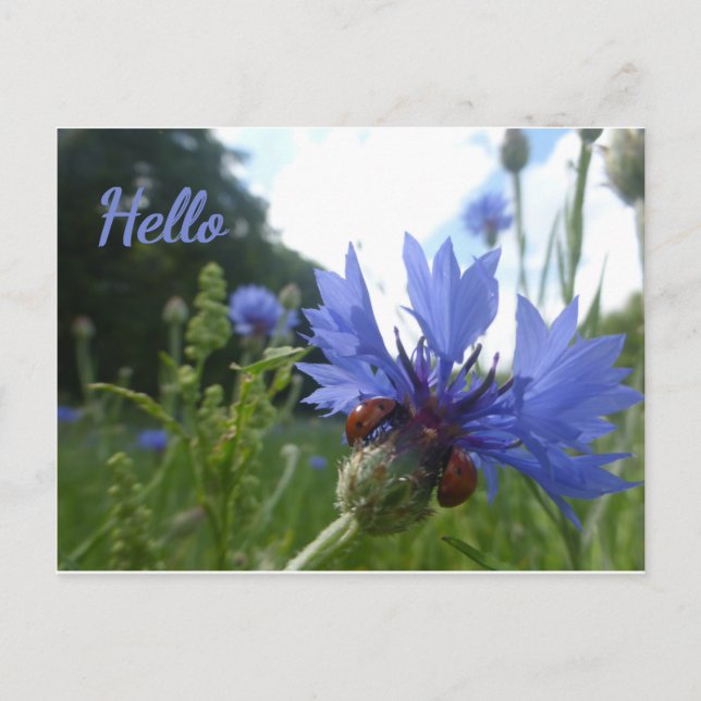 Ladybugs Meeting on Cornflower HELLO Postcard (Front)
