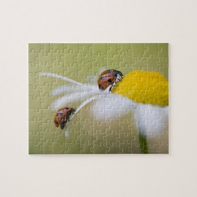 Ladybugs on an oxeye daisy, Biei, Hokkaido, Jigsaw Puzzle (Horizontal)