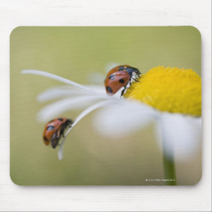 Ladybugs on an oxeye daisy, Biei, Hokkaido, Mouse Pad