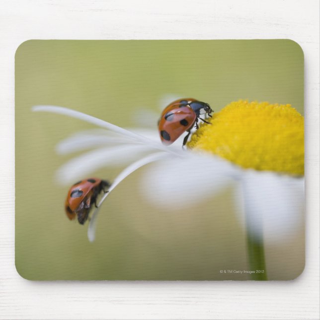 Ladybugs on an oxeye daisy, Biei, Hokkaido, Mouse Pad (Front)