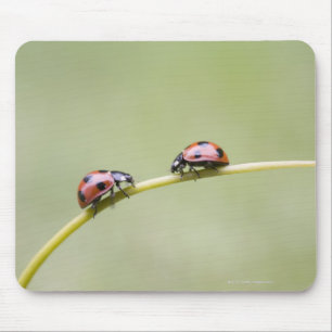 Ladybugs on stem, Biei, Hokkaido, Japan Mouse Pad