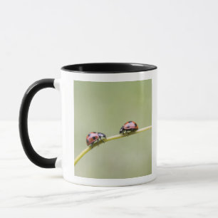 Ladybugs on stem, Biei, Hokkaido, Japan Mug