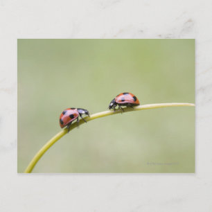 Ladybugs on stem, Biei, Hokkaido, Japan Postcard