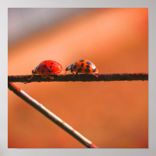 Ladybugs Play Follow The Leader Close Up Poster (Front)