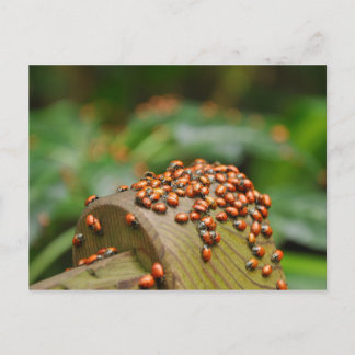 Ladybugs Postcard