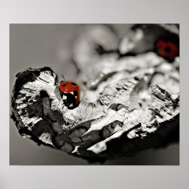 Ladybugs Poster (Front)