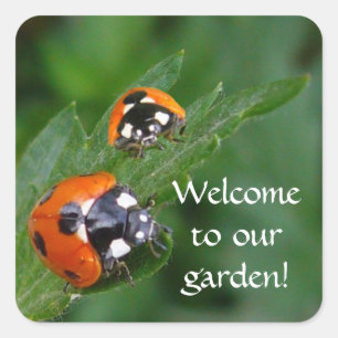 LADYBUGS ~ Square Sticker
