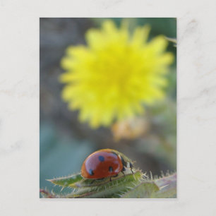 Ladybug's World Postcard