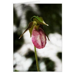 Lady's Slipper #8299 Card