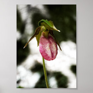 Lady's Slipper #8299 Print
