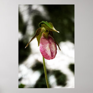 Lady's Slipper #8299 Print