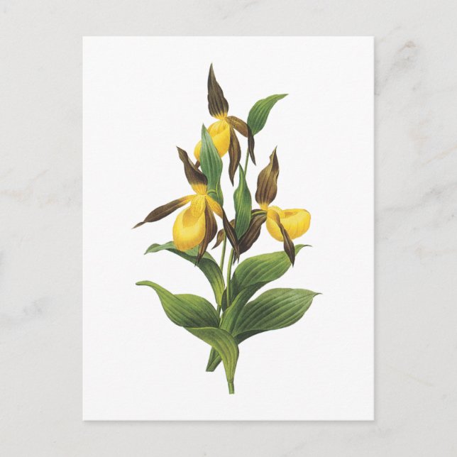 lady's slipper(Cypripedium sp.) by Redouté Postcard (Front)
