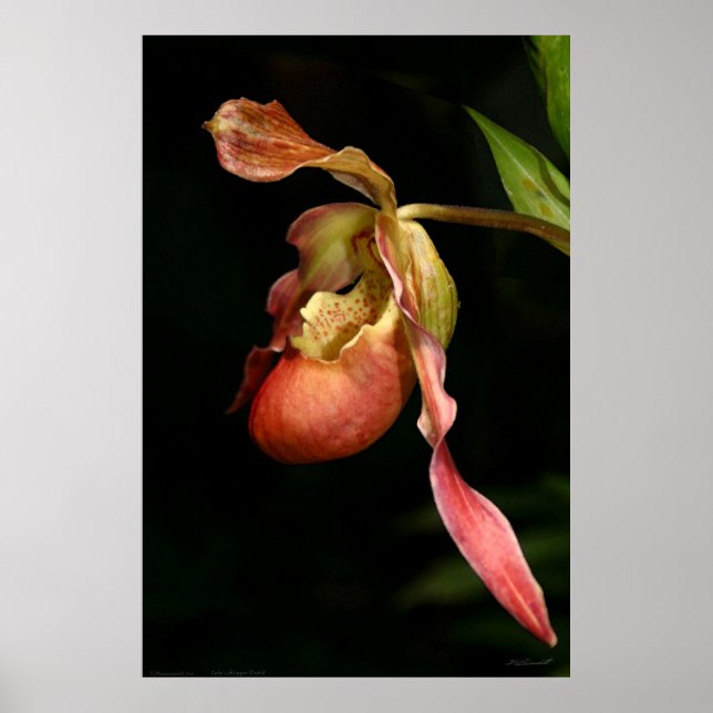 Lady's-Slipper Orchid Art Poster -40x60-or smaller (Front)