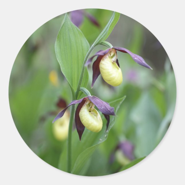 Ladys slipper Orchids (Cypripedium calceolus) Classic Round Sticker (Front)
