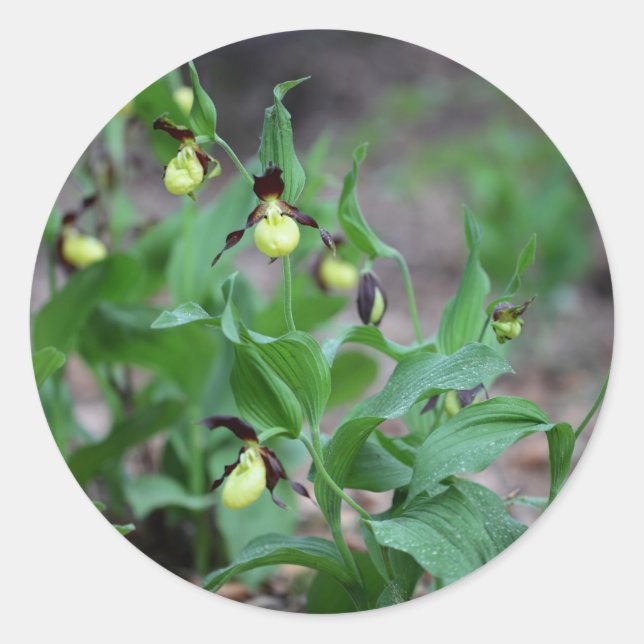 Ladys slipper Orchids (Cypripedium calceolus) Classic Round Sticker (Front)