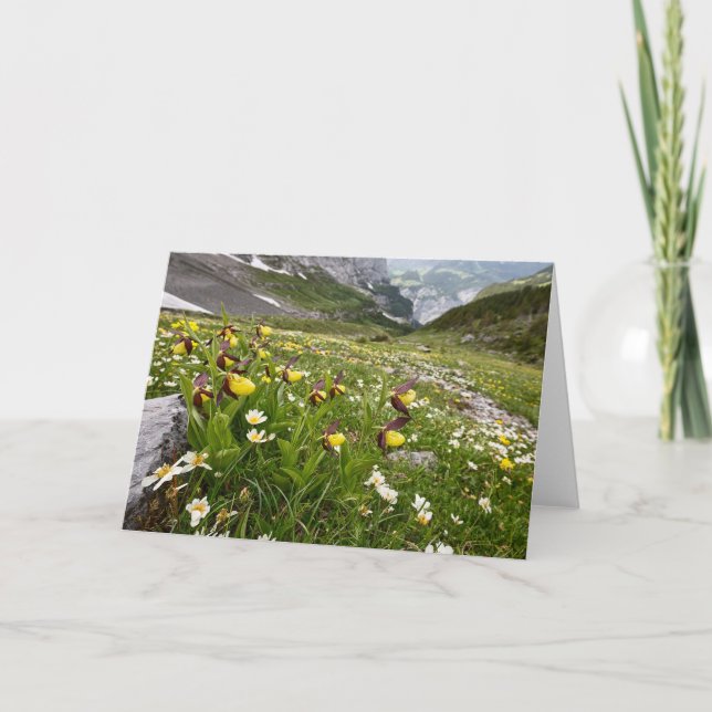 Lady's Slipper Orchids - Greeting Card (Front)