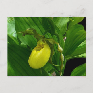 Ladyslipper Yellow Postcard