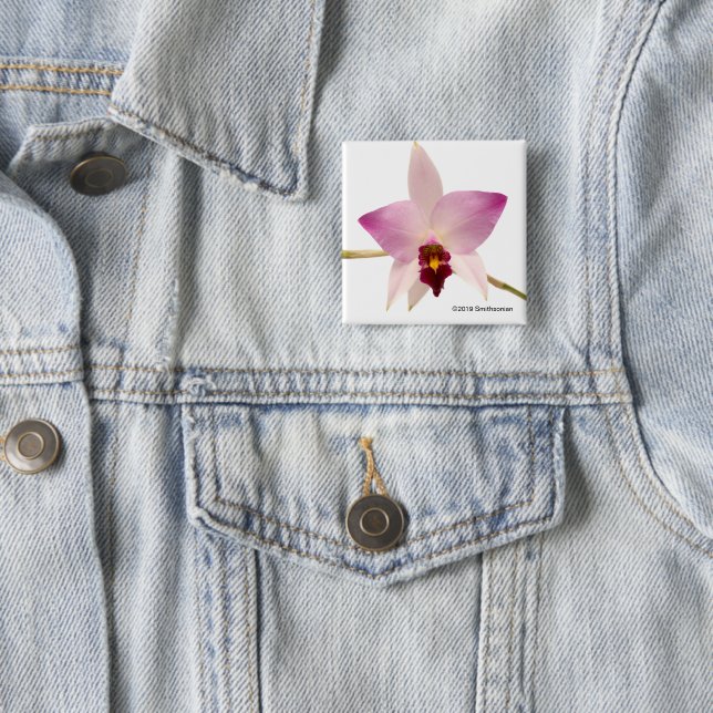 Laelia Ancep 15 Cm Square Badge (In Situ)
