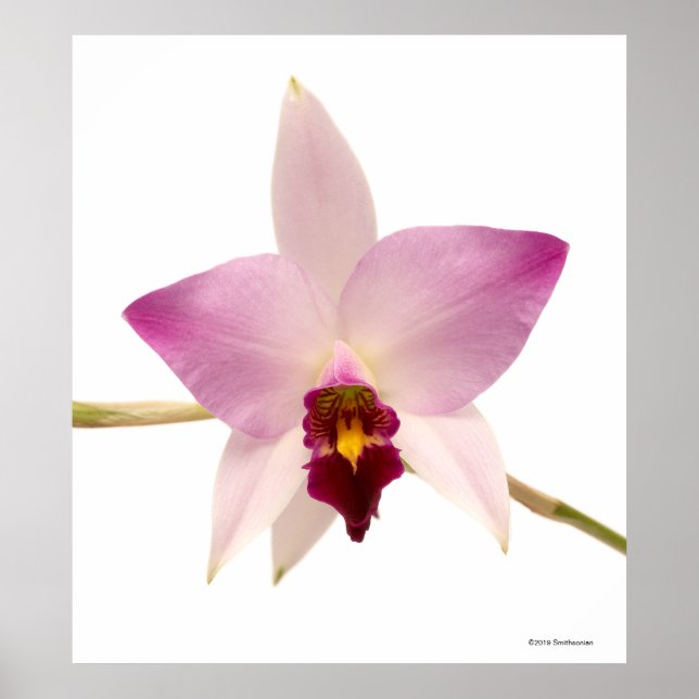 Laelia Ancep Poster (Front)