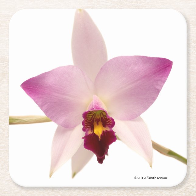 Laelia Ancep Square Paper Coaster (Front)