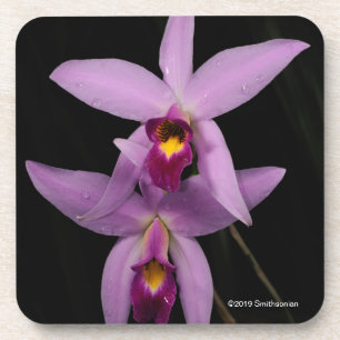Laelia Anceps Coaster