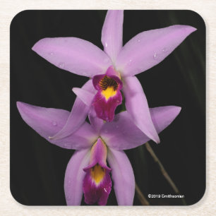 Laelia Anceps Square Paper Coaster