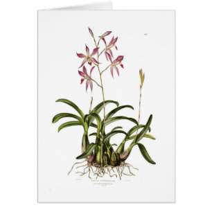 Laelia autumnalis