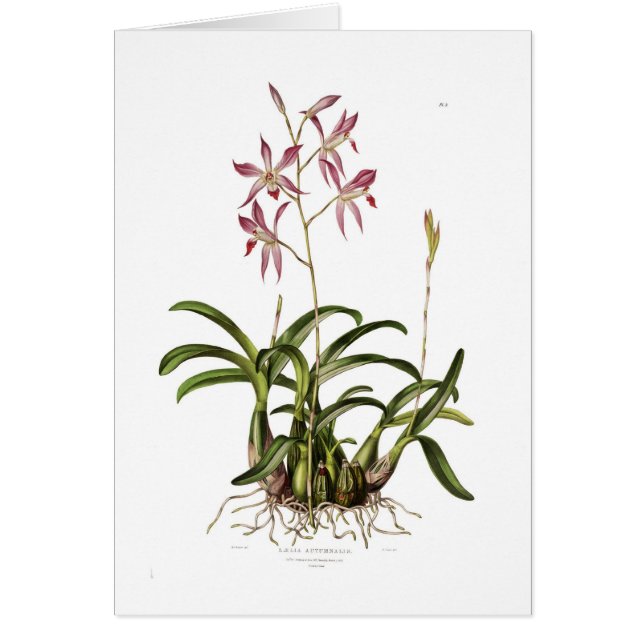 Laelia autumnalis (Front)