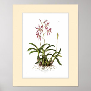 Laelia autumnalis,Custom border Poster