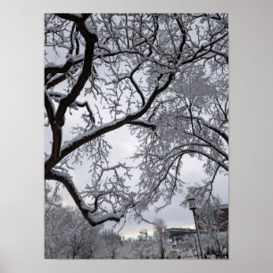 Lafayette Square, snowy trees Poster