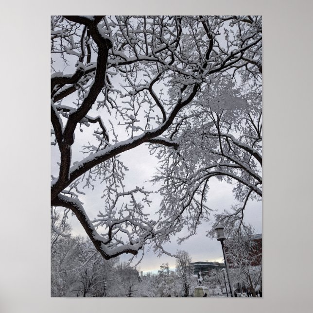 Lafayette Square, snowy trees Poster (Front)