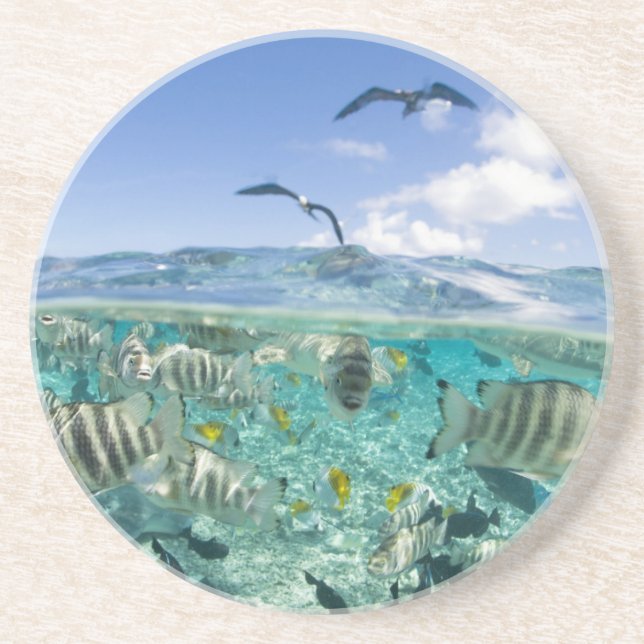 Lagoon safari trip featuring Stingrays Coaster (Front)