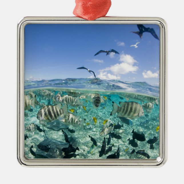 Lagoon safari trip featuring Stingrays Metal Ornament (Front)