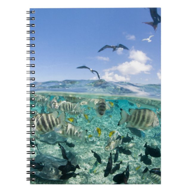 Lagoon safari trip featuring Stingrays Notebook (Front)