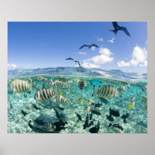 Lagoon safari trip featuring Stingrays Poster