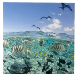 Lagoon safari trip featuring Stingrays Tile