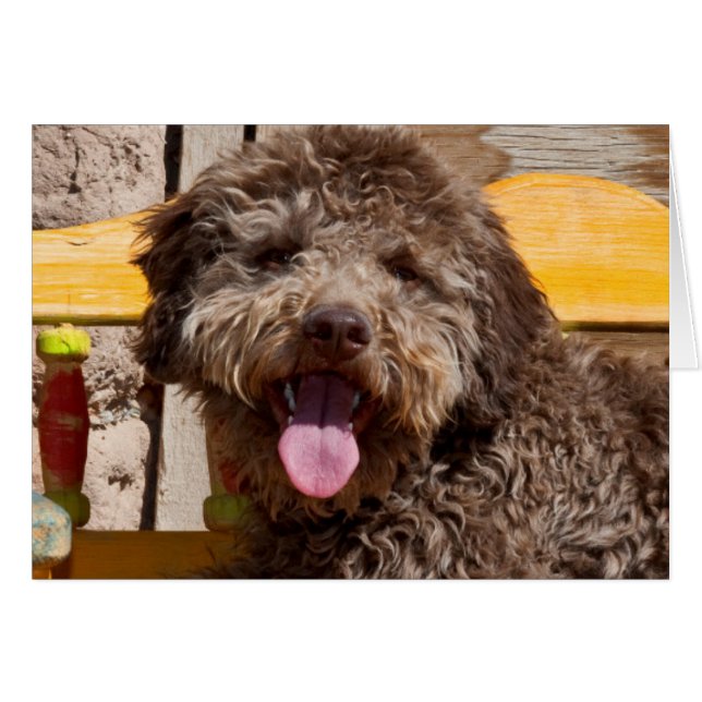 Lagotto Romagnolo Lying On A Wooden Bench (Front Horizontal)