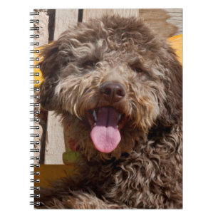 Lagotto Romagnolo Lying On A Wooden Bench Notebook