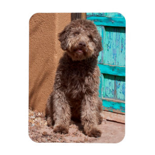Lagotto Romagnolo Waiting By A Blue Door Magnet