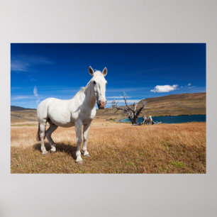 Laguna Azul, landscape with horses Poster