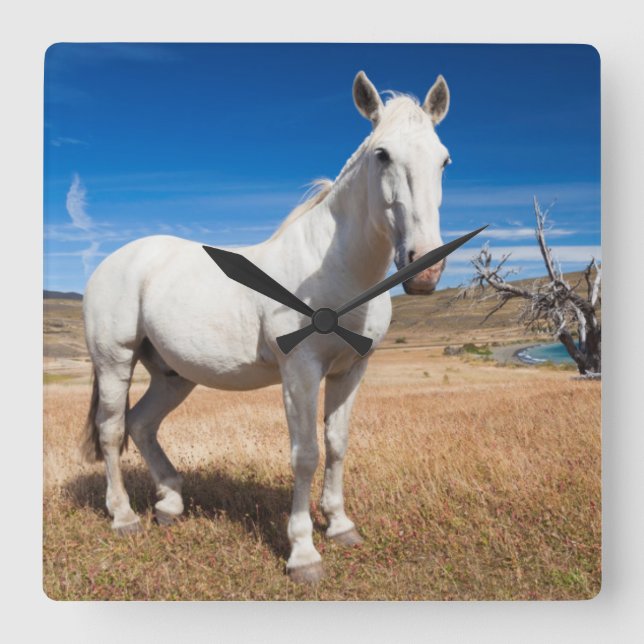 Laguna Azul, landscape with horses Square Wall Clock (Front)