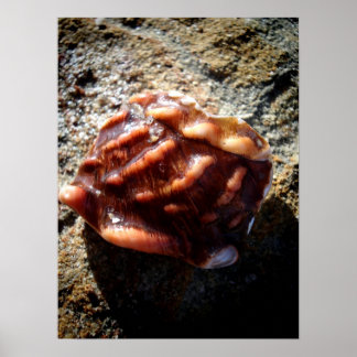 Laguna Sea Shell on a Rock Poster