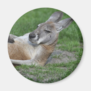 Laid-back Kangaroo Magnet