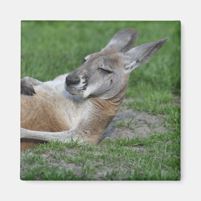 Laid-back Kangaroo Magnet (Front)